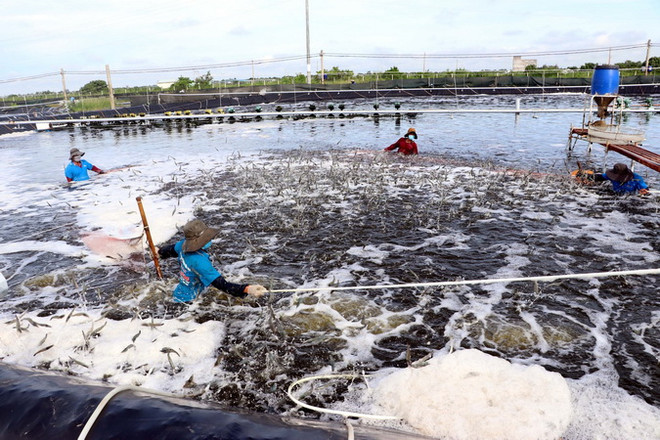 Xuất khẩu 8 tháng của Sóc Trăng vượt ngưỡng 1 tỷ USD ảnh 1