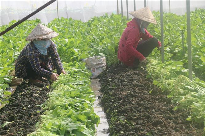 Thu hoạch cải ngọt trong nhà lưới ở xã Thạnh Trị, huyện Gò Công Tây (Tiền Giang). (Ảnh: Minh Trí/TTXVN) Nông nghiệp xanh: Giải pháp canh tác hữu cơ để phát triển bền vững ảnh 2