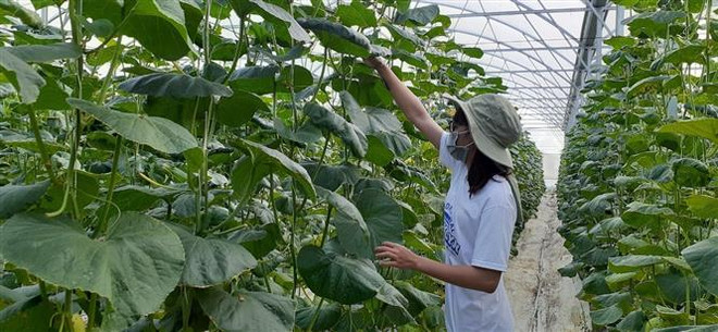 Mô hình trồng dưa lưới ứng dụng công nghệ cao nhà màng tại xã Long Tân, huyện Đất Đỏ. (Ảnh: Hoàng Nhị/TTXVN) Nông nghiệp xanh: Giải pháp canh tác hữu cơ để phát triển bền vững ảnh 1