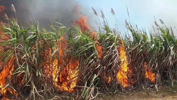 Gia Lai: Cháy hơn 45ha mía đang trong thời kỳ thu hoạch ảnh 1