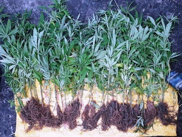Quảng Ninh: Phát hiện một gia đình trồng trái phép 35 cây cần sa ảnh 1