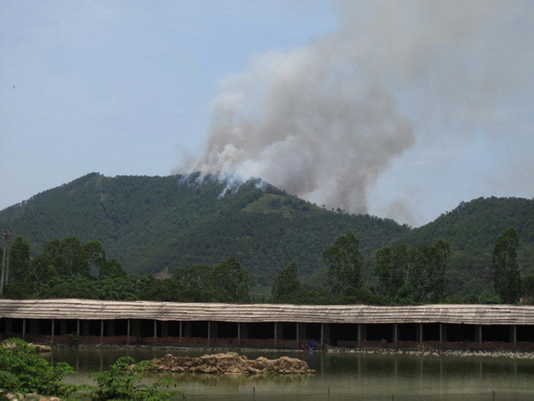 Vẫn chưa khống chế được vụ cháy rừng thông tại Thanh Hóa ảnh 1