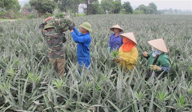 Hợp tác với doanh nghiệp chế biến: Điểm tựa tiêu thụ nông sản bền vững ảnh 2