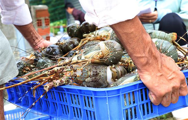 Tiêu thụ nông sản trong tình huống khẩn: Kích hoạt cơ chế hỗ trợ ảnh 1