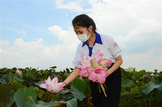 Độc đáo son môi từ hoa sen của cô nữ sinh Đồng Tháp ảnh 3
