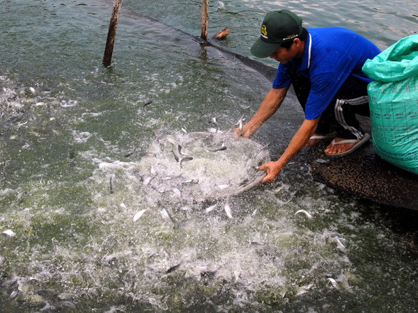 Người nuôi cá bống tượng ở tỉnh Cà Mau bị thua lỗ nặng ảnh 1