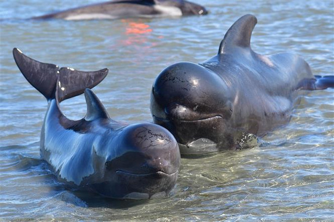 Khai thác mỏ ở đáy biển có thể cản trở khả năng giao tiếp của cá voi ảnh 1