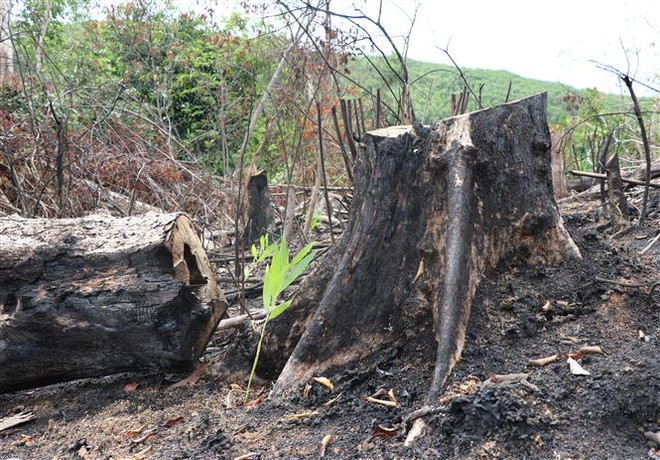 Phú Yên lập Tổ công tác xử lý tình trạng phá rừng tại huyện Sơn Hòa ảnh 1