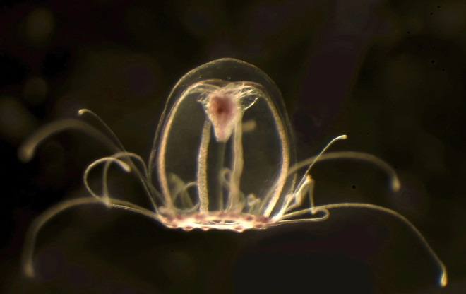 Nghiên cứu về loài sứa đặc biệt hé lộ bí ẩn về một cuộc sống bất tử ảnh 1