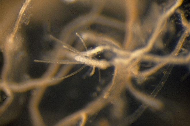 Nghiên cứu về loài sứa đặc biệt hé lộ bí ẩn về một cuộc sống bất tử ảnh 2