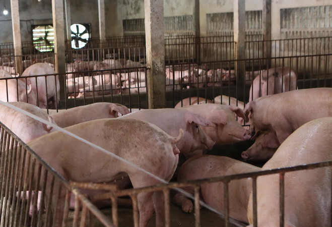 Xử phạt hơn 160 cơ sở chăn nuôi ở Đồng Nai vi phạm môi trường ảnh 1