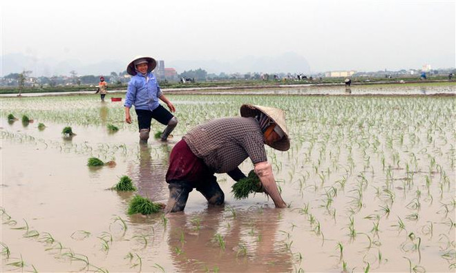 Thời tiết đang rất thuận lợi cho bà con gieo cấy lúa Xuân 2021. (Ảnh: Nguyễn Chinh/TTXVN) Thời tiết thuận lợi cho nông dân Thủ đô gieo cấy lúa Xuân ảnh 1