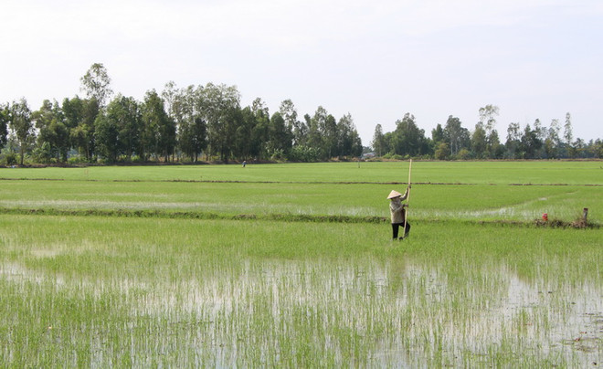Bố trí lực lượng sẵn sàng lấy nước đợt 1 cho gieo cấy vụ Đông Xuân ảnh 1
