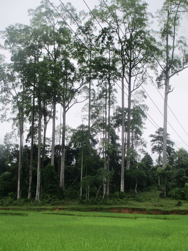 Hà Giang: Quần thể Chò Chỉ gần 600 năm được công nhận di sản ảnh 1