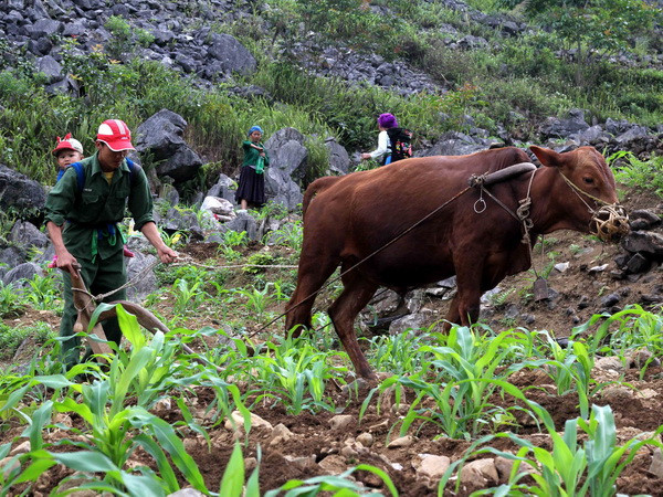 Bố trí nguồn lực tối đa cho Chương trình giảm nghèo bền vững ảnh 1