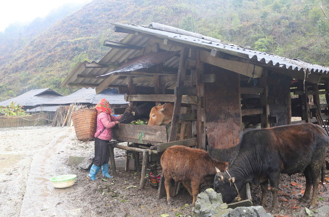 Nền nhiệt giảm sâu, Cao Bằng có hơn 540 con gia súc bị chết rét ảnh 1