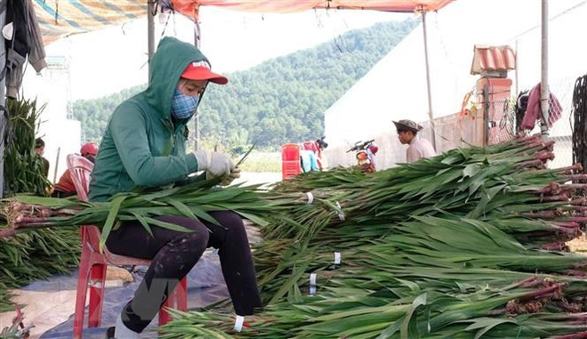 Lâm Đồng giá hoa layơn tăng cao ngay đầu vụ Tết Nhâm Dần 2022 ảnh 1