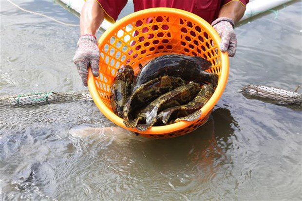 Quảng Ninh hàng trăm tấn cá song “tắc” đầu ra do dịch COVID-19 ảnh 1