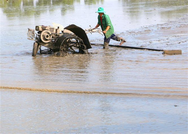 Thứ trưởng Lê Quốc Doanh: Nông dân nên xuống giống sớm để né mặn ảnh 1