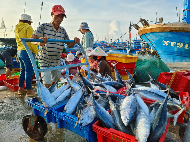Ngư dân vận chuyển cá đưa đi tiêu thụ tại cảng cá Mỹ Tân, xã Thanh Hải, huyện Ninh Hải, tỉnh Ninh Thuận. (Ảnh: Nguyễn Thành/TTXVN) ttxvn_vu ca Nam Ninh Thuan.jpg
