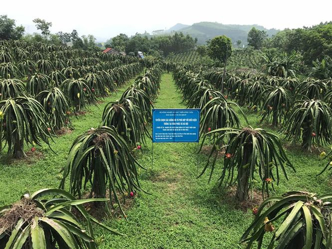 Vĩnh Phúc hỗ trợ nông dân ứng dụng kỹ thuật mới vào sản xuất ảnh 2