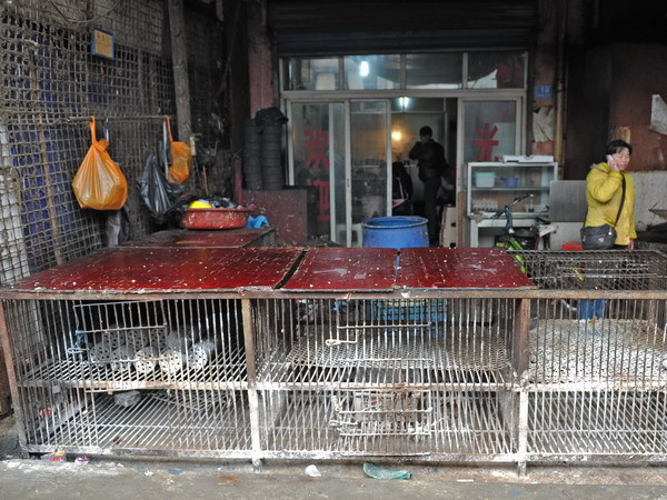 Virus H7N9 có thể tấn công Việt Nam và một số nước châu Á ảnh 1