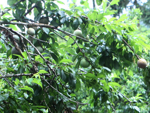 Sa Pa mùa mận chín hấp dẫn lượng lớn khách du lịch ảnh 1