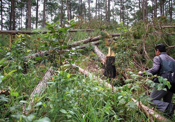 Vụ phá rừng thông ở Lâm Đồng: Kiểm điểm trách nhiệm đơn vị liên quan ảnh 1