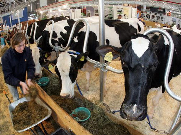 Một đêm, "bốc hơi" bảy con bò chửa trị giá 10.000 euro ảnh 1