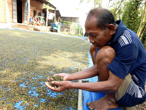 Phát triển diện tích hồ tiêu: Vỡ trận quy hoạch vì thiếu kiểm soát ảnh 2