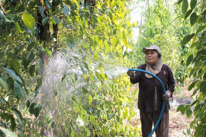 Phát triển diện tích hồ tiêu: Vỡ trận quy hoạch vì thiếu kiểm soát ảnh 1