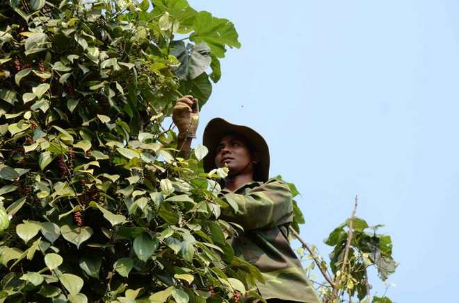 Hồ tiêu Việt Nam: Làm sao để đảm bảo sản xuất sạch, an toàn? ảnh 2