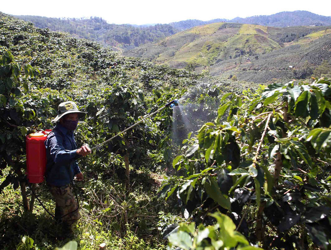 Phát triển nông nghiệp Tây Nguyên: Góc nhìn từ các nông dân tỷ phú ảnh 1