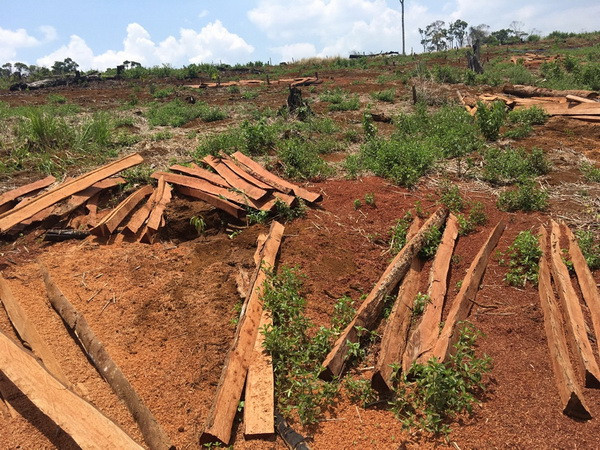 Để xảy ra phá rừng, 5 cán bộ kiểm lâm ở Đắk Nông bị kỷ luật ảnh 1