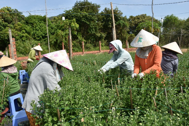 Bà Rịa-Vũng Tàu: Làng nghề truyền thống tất bật vụ cuối năm ảnh 1