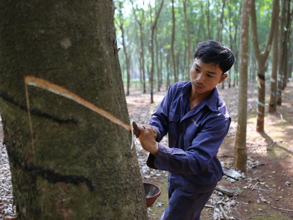 Công nhân khai thác mủ cao su tại Công ty Cao su Cư Mgar (Đắk Lắk). (Ảnh: Dương Giang/TTXVN) Kiểm tra kết quả xử lý sau thanh tra Tập đoàn Công nghiệp Cao su ảnh 1