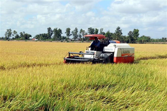 Nước mặn bủa vây ĐBSCL: Linh hoạt các phương án sản xuất ảnh 1