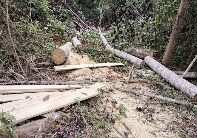 Điện Biên: Xử phạt đối tượng dùng cưa xăng phá rừng 17,5 triệu đồng ảnh 1