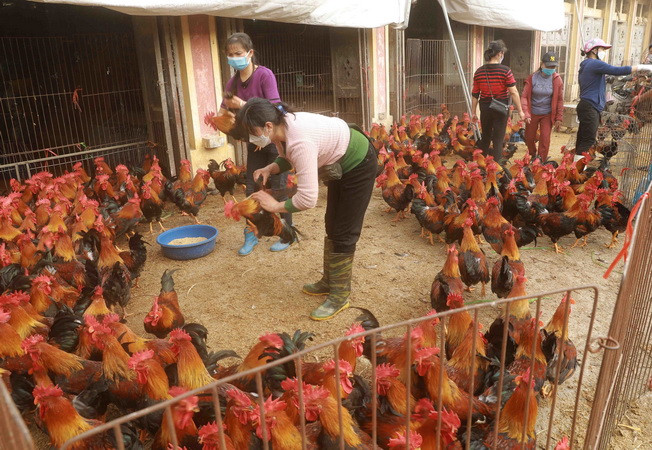 Nguồn cung thực phẩm cho Tết dồi dào nhưng cần tính dài hơi ảnh 1