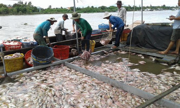 Trên 160 tấn cá bè chết chưa rõ nguyên nhân tại Tiền Giang ảnh 1