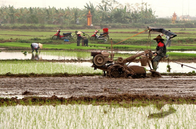 Gần 71% diện tích đã có nước cho gieo cấy vụ Đông Xuân ảnh 1
