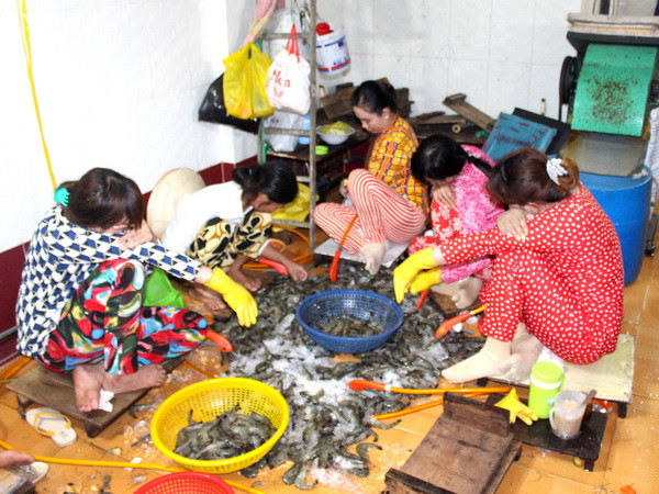 Bắt quả tang một cơ sở bơm tạp chất vào tôm nguyên liệu tại Bạc Liêu. (Ảnh: Huỳnh Sử/TTXVN) Năm 2018 sẽ xử lý dứt điểm hành vi bơm tạp chất vào tôm ảnh 1