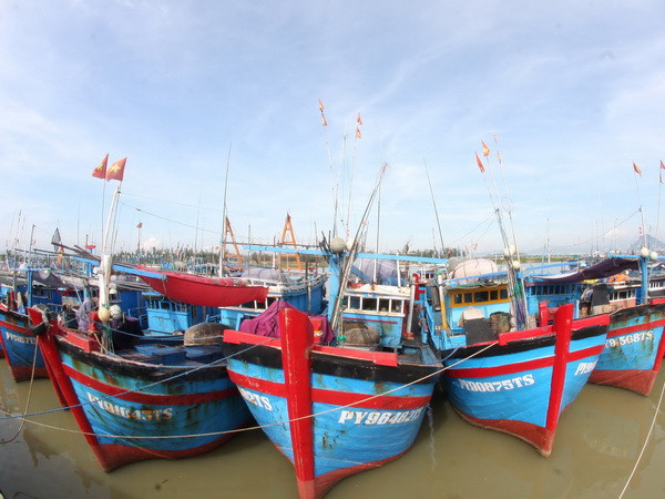 Quảng Ngãi sẽ đầu tư trên 1.600 tỷ đồng đóng mới tàu cá ảnh 1