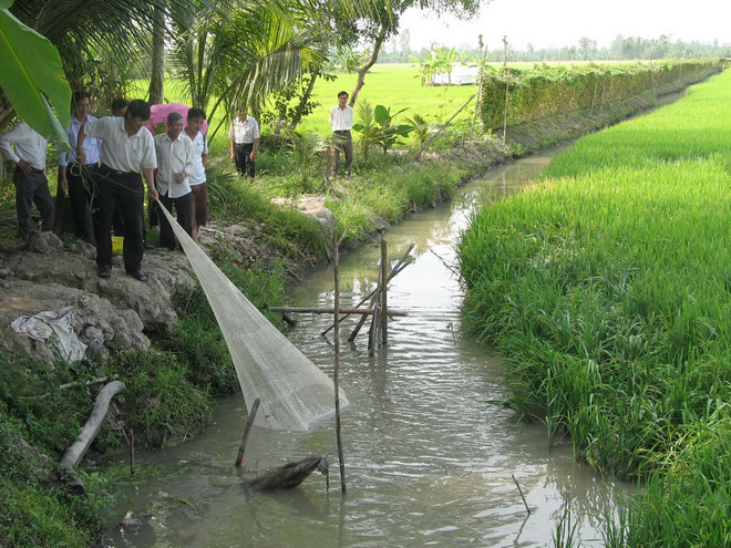 Cà Mau mở rộng mô hình sản xuất lúa kết hợp với nuôi cá đồng ảnh 1