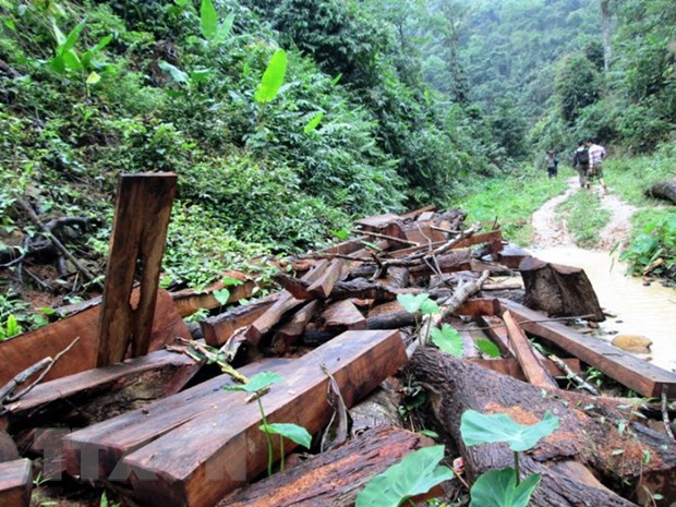 Bắt giữ 5 đối tượng vây chém cán bộ kiểm lâm tại Đắk Lắk ảnh 1