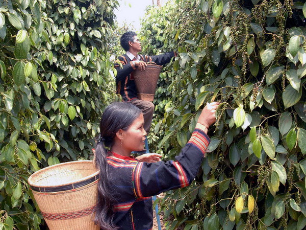 Ngăn chặn tình trạng ồ ạt mở rộng diện tích hồ tiêu tại Tây Nguyên ảnh 1