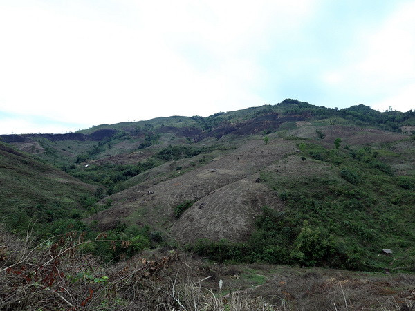 Điện Biên: Cơ bản ngăn chặn tình trạng phá rừng ở Mường Nhé ảnh 1