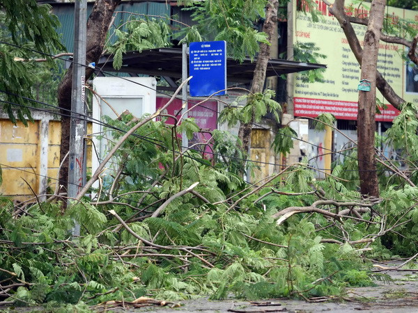 Hà Nội trồng phượng ở dải phân cách: Nên tham khảo các nhà khoa học ảnh 1