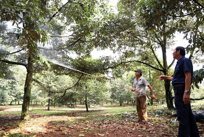 Vườn sầu riêng hữu cơ ở huyện Xuân Lộc, tỉnh Đồng Nai. (Ảnh: Hồng Đạt/TTXVN) ttxvn_2208_dong nai nong tho moi (2).jpg