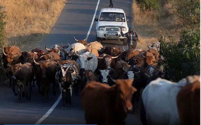 Phát hiện cấu trúc gene giúp gia súc chống lại khí hậu khắc nghiệt ảnh 1